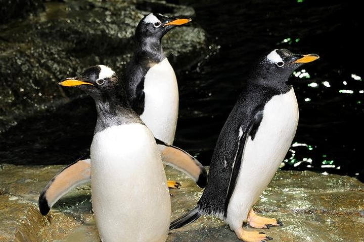Discover the charm of Central Park Zoo with playful penguins and diverse wildlife. Enjoy an unforgettable family experience with access to the 4-D Theater and interactive exhibits.